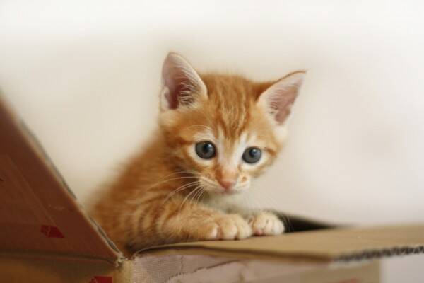 猫を飼いたい人 必見 年々増加する 保護猫譲渡 引き取りの流れと注意点 18年8月18日 エキサイトニュース