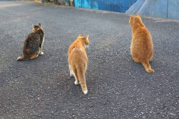 ガムテープで縛られ脚を失った猫を保護 深刻な 野良猫虐待 問題 沖縄県内で多発 18年8月23日 エキサイトニュース
