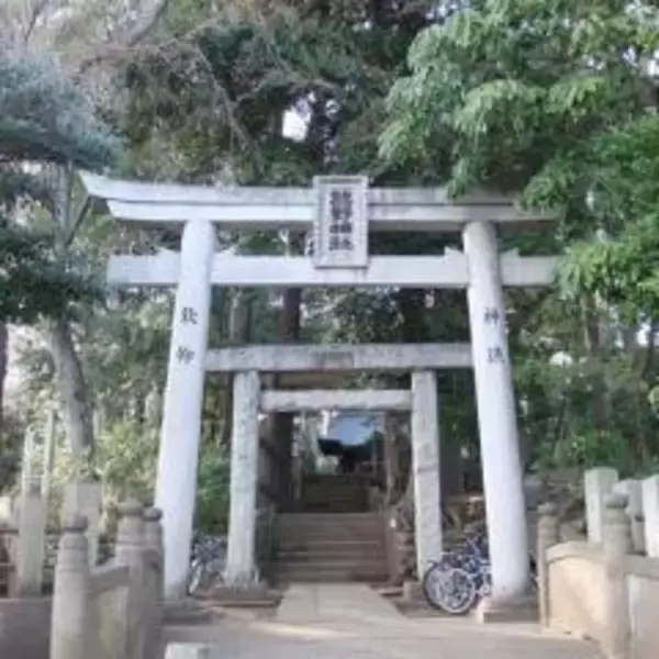 巨樹巡り 和泉熊野神社のクロマツ＝杉並区