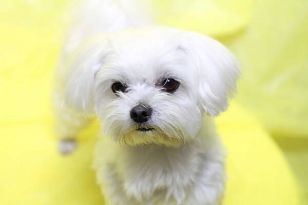 子犬をペットショップ店員に 投げつけて 返品 犬は死亡 身勝手な言い分と行動に怒りの声殺到 19年2月15日 エキサイトニュース