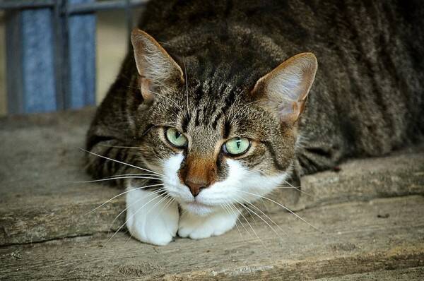 猫を盗んで 川に捨てた 54歳無職の男 逮捕 愛猫家を装った 裏の顔 に怒りの声殺到 19年4月2日 エキサイトニュース