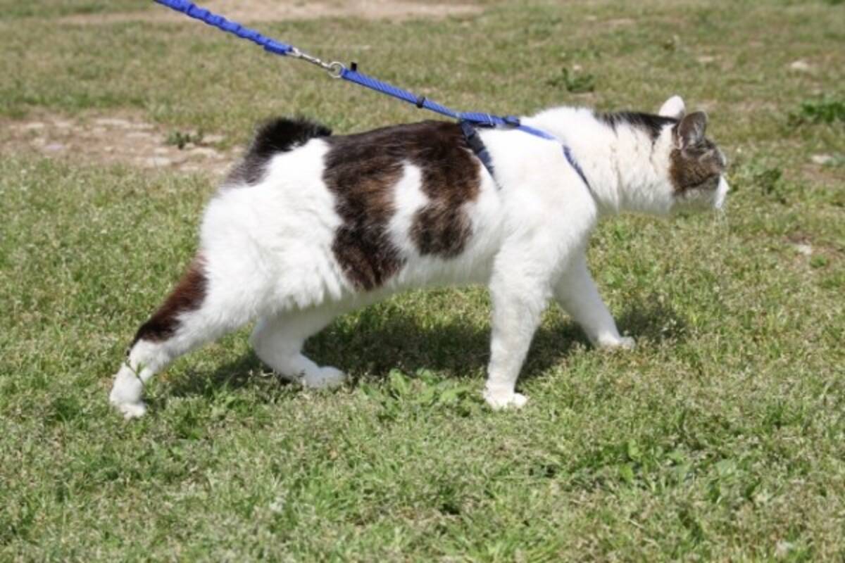 猫飼いの間でブームになりつつある 猫散歩 メリット デメリットは 19年4月30日 エキサイトニュース