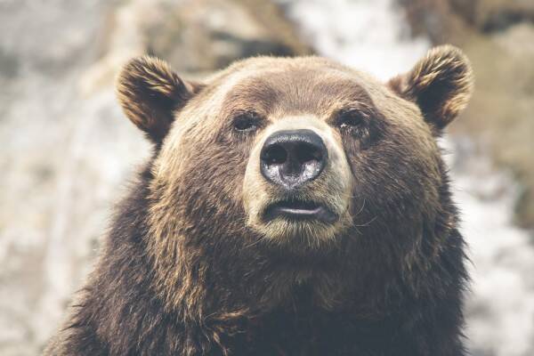 熊に襲われた35歳男性 熊の 舌を噛み切って 撃退 男性の致命的な失敗は 19年6月14日 エキサイトニュース