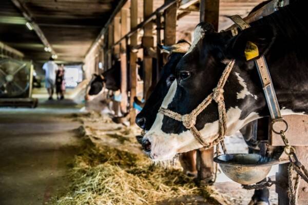 酪農家が牛を殴り 日常的に虐待 動物愛護団体の投稿に 嘘つくな 名誉毀損では と批判殺到 19年7月3日 エキサイトニュース