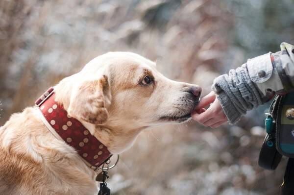 両手両足切断の女性 原因は 犬に舐められたこと 壮絶体験に 信じられない と驚愕の声が殺到 19年8月7日 エキサイトニュース