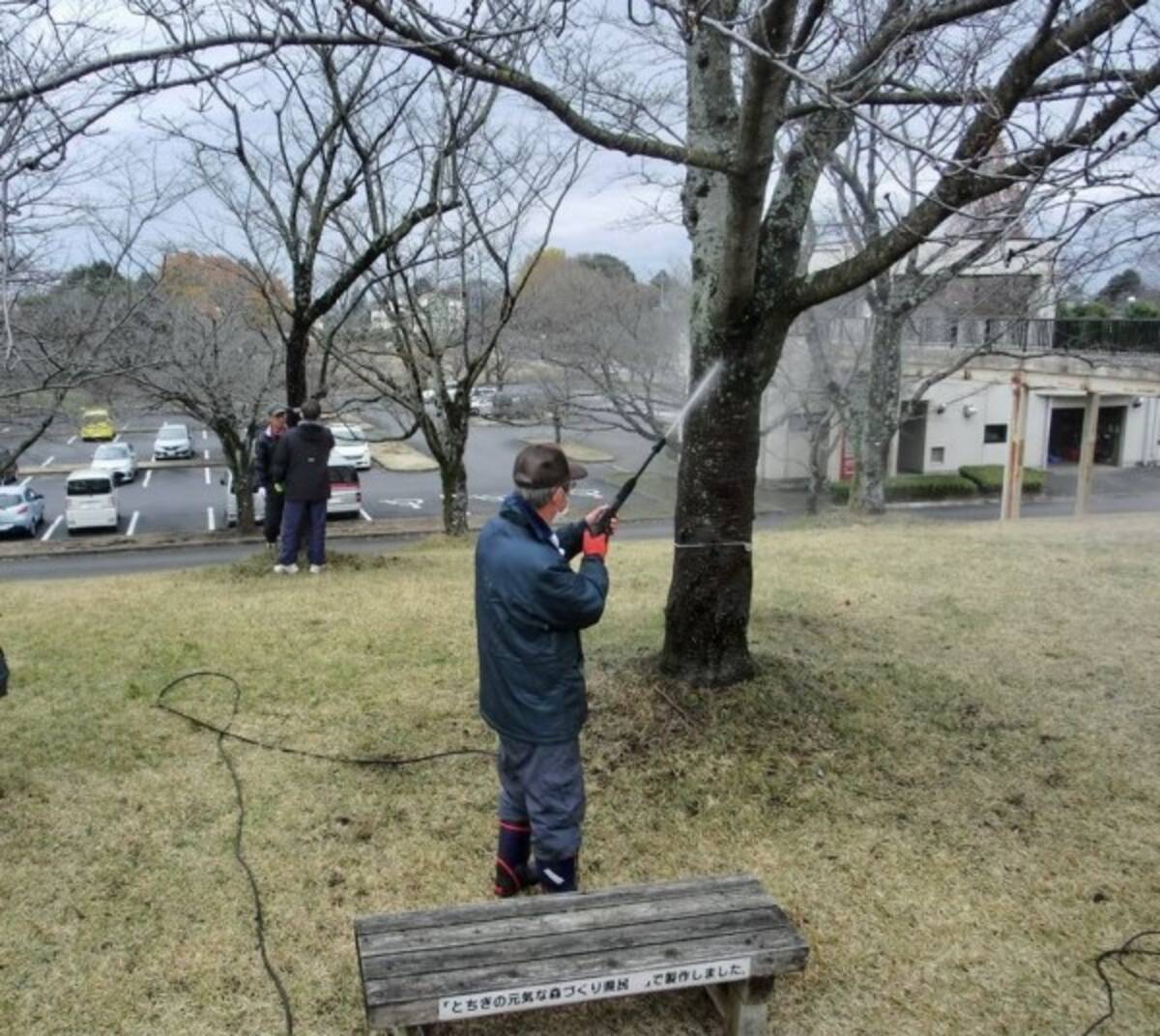 栃木県さくら市 桜の幹に付いた コケ のような菌を除去で賛否 風情がなくなった の声も 19年12月17日 エキサイトニュース