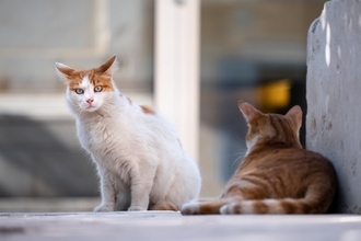 74歳男、キャットフードを万引きして逮捕「野良猫にあげるため」などと供述