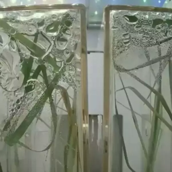 中国、初めて宇宙でイネを2世代連続栽培へ