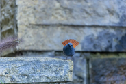 まるまるとしたかわいい体形の鳥・カワビタキが北京市内で確認、人気者に―中国