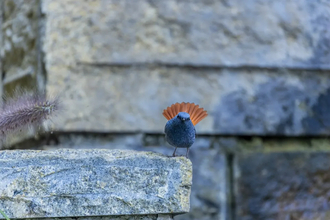 まるまるとしたかわいい体形の鳥・カワビタキが北京市内で確認、人気者に―中国