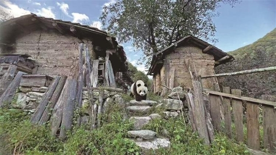 「あの子また来たの？」パンダと共に暮らす陝西省の小さな村―中国