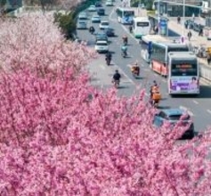 武漢の桜が見頃に、ホテルはすでに満室状態のにぎわい―中国