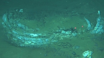 中国の科学者の主導で世界最深かつ最大規模のクジラ化石群を発見
