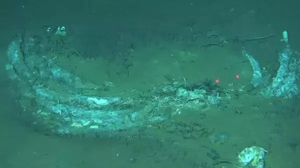 中国の科学者の主導で世界最深かつ最大規模のクジラ化石群を発見