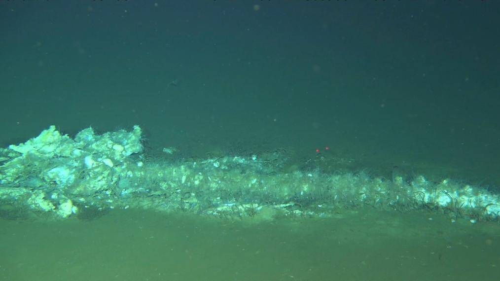 中国の科学者の主導で世界最深かつ最大規模のクジラ化石群を発見