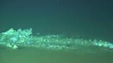 「中国の科学者の主導で世界最深かつ最大規模のクジラ化石群を発見」の画像2