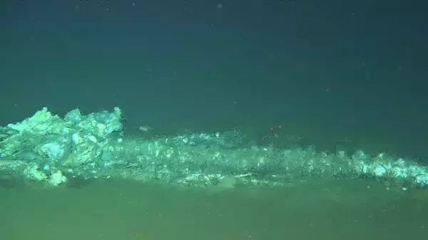 「中国の科学者の主導で世界最深かつ最大規模のクジラ化石群を発見」の画像