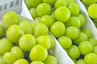 中国人が大阪で迷惑行為！店員の制止を無視して試食のシャインマスカットを「全食い」―台湾メディア