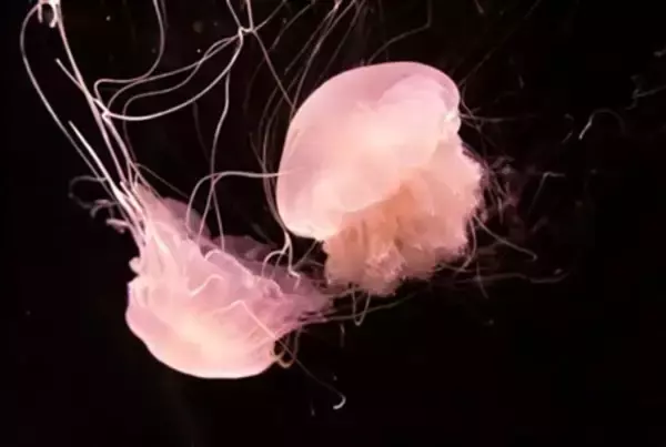 深センの海辺で「ピンクの精霊」―中国