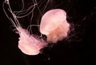 深センの海辺で「ピンクの精霊」―中国