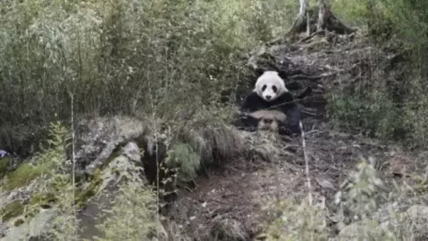 パトロール隊が2日連続で計3頭の野生のジャイアントパンダに遭遇―四川省