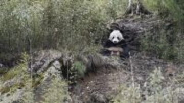 パトロール隊が2日連続で計3頭の野生のジャイアントパンダに遭遇―四川省