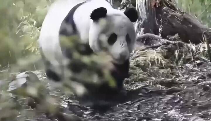 パトロール隊が2日連続で計3頭の野生のジャイアントパンダに遭遇―四川省