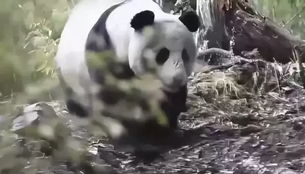 「パトロール隊が2日連続で計3頭の野生のジャイアントパンダに遭遇―四川省」の画像