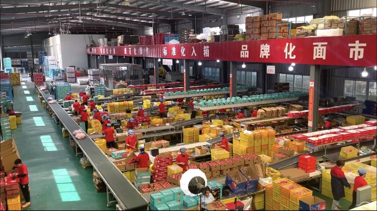 【観察眼】りんご一つから見えてきた、中国農業の新しい姿