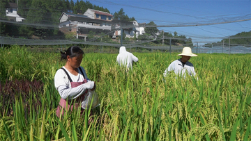 四川省広元市、宇宙稲が収穫の重要な時期を迎える―中国