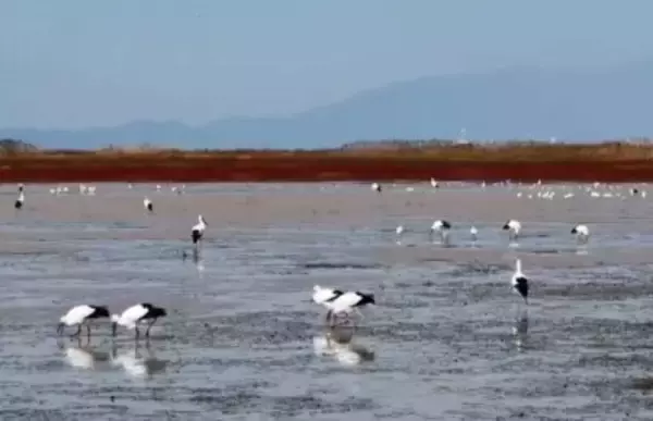 「世界湿地の日」、中国の湿地面積はアジア第1位