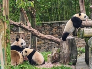 妊娠143回、出産199頭の「業績」誇る、パンダのお見合い術とは？―中国