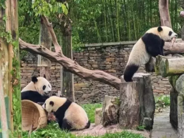 妊娠143回、出産199頭の「業績」誇る、パンダのお見合い術とは？―中国