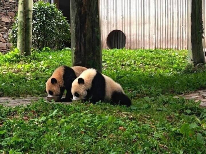 妊娠143回、出産199頭の「業績」誇る、パンダのお見合い術とは？―中国