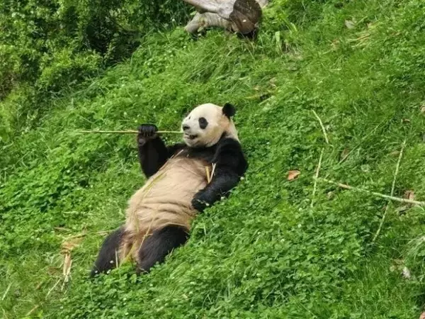 「妊娠143回、出産199頭の「業績」誇る、パンダのお見合い術とは？―中国」の画像