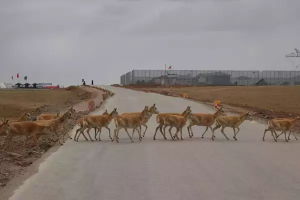 「フフシルにチベットカモシカの「道路横断」用の信号機が登場―中国」の画像