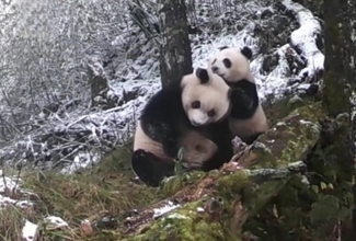 四川省の同一観測点で野生パンダの母子が2度撮影される―中国