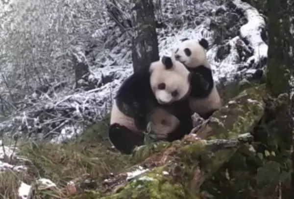 四川省の同一観測点で野生パンダの母子が2度撮影される―中国