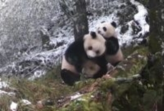 四川省の同一観測点で野生パンダの母子が2度撮影される―中国