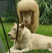 ぱっつん前髪のライオン、話題のヘアスタイルに広州動物園がコメント―中国