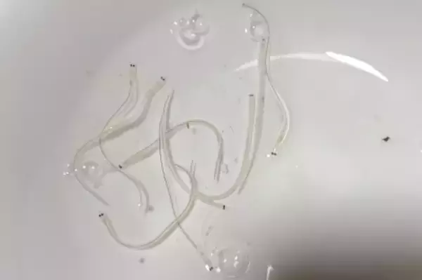 シラスウナギの中国への密輸、なぜ阻止できないのか―仏メディア