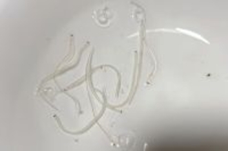 シラスウナギの中国への密輸、なぜ阻止できないのか―仏メディア