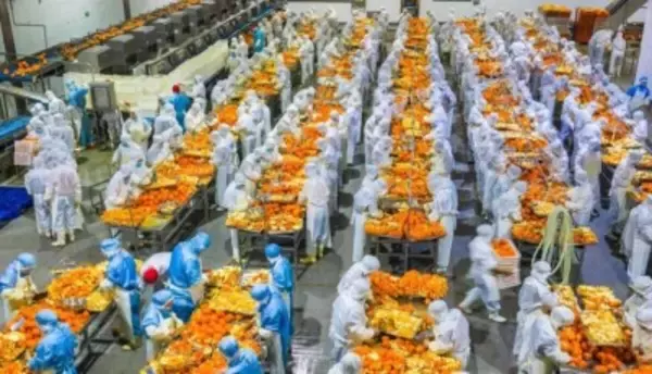 ネーブルオレンジを丸ごと利用した加工が農村振興を後押し―湖北省