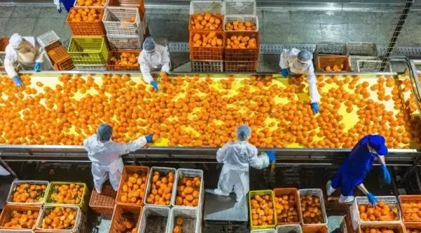 「ネーブルオレンジを丸ごと利用した加工が農村振興を後押し―湖北省」の画像