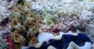 「黄岩島サンゴ礁生態調査報告」発表―中国