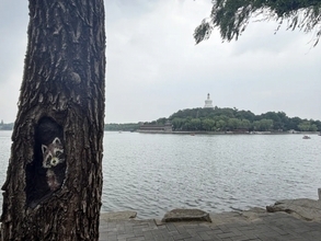 北京の公園で樹洞をのぞくとレッサーパンダに会えるかも！？―中国
