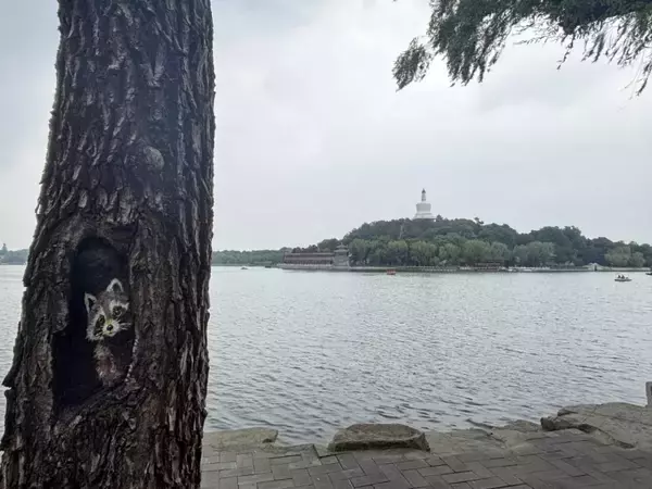 北京の公園で樹洞をのぞくとレッサーパンダに会えるかも！？―中国