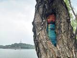 「北京の公園で樹洞をのぞくとレッサーパンダに会えるかも！？―中国」の画像3