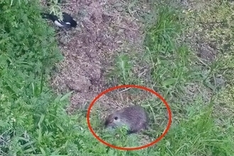 揚州市の湖に設置された野外観測カメラに「巨大なネズミ」、正体は外来種のヌートリア―中国