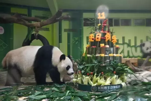 「世界で唯一の三つ子パンダが11歳の誕生日―中国」の画像